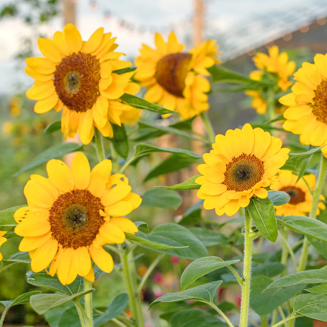 Sun Flower ( Bloom ) Seeds