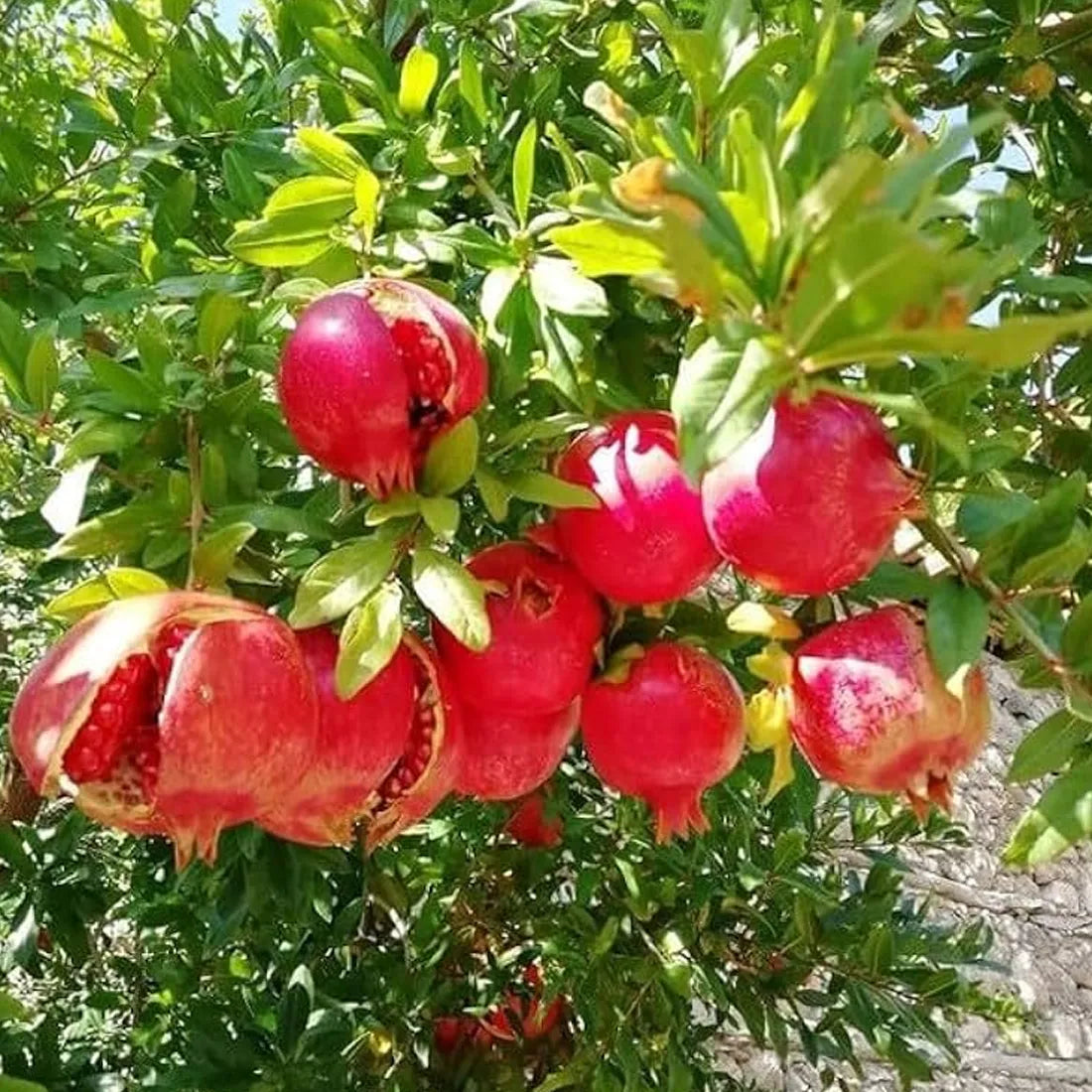 Buy high-quality pomegranate seeds online from SeedVanam