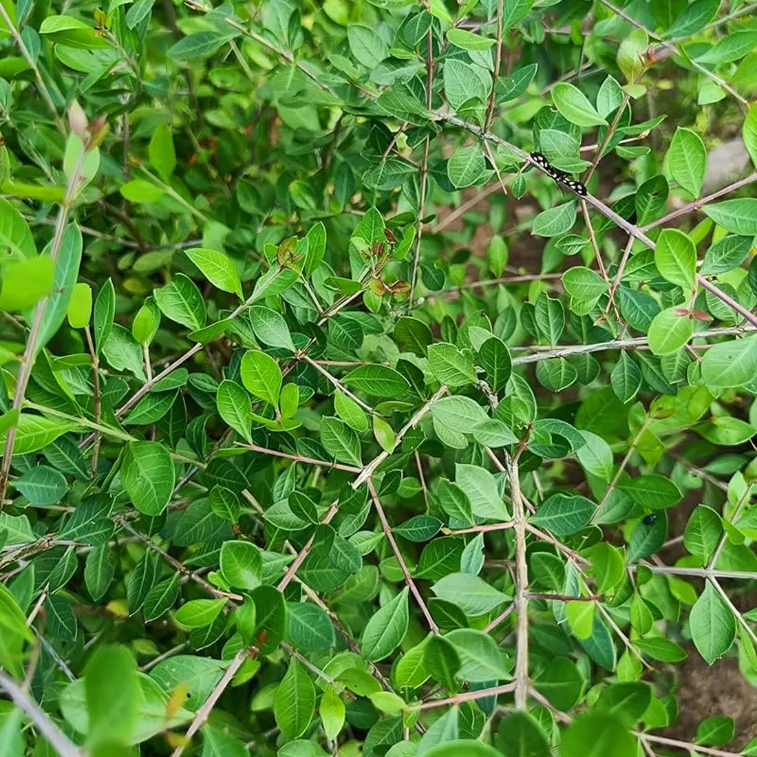 Buy Henna Mehandi Seeds Online in India – SeedVanam