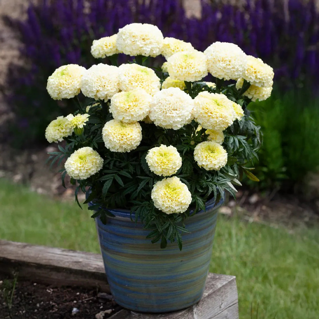 Marigold (Double White) Seeds