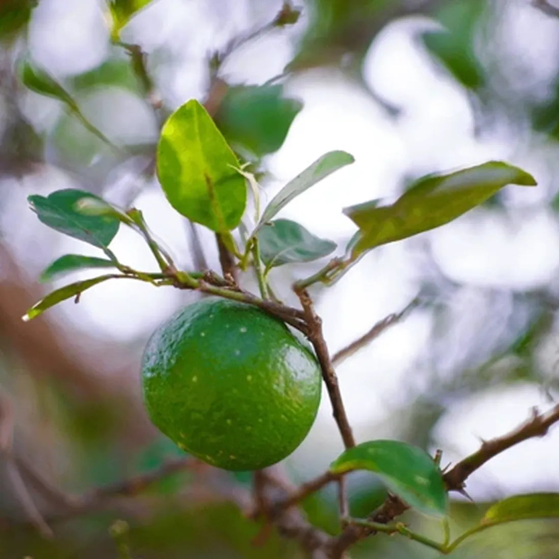 buy lime seeds online from SeedVanam