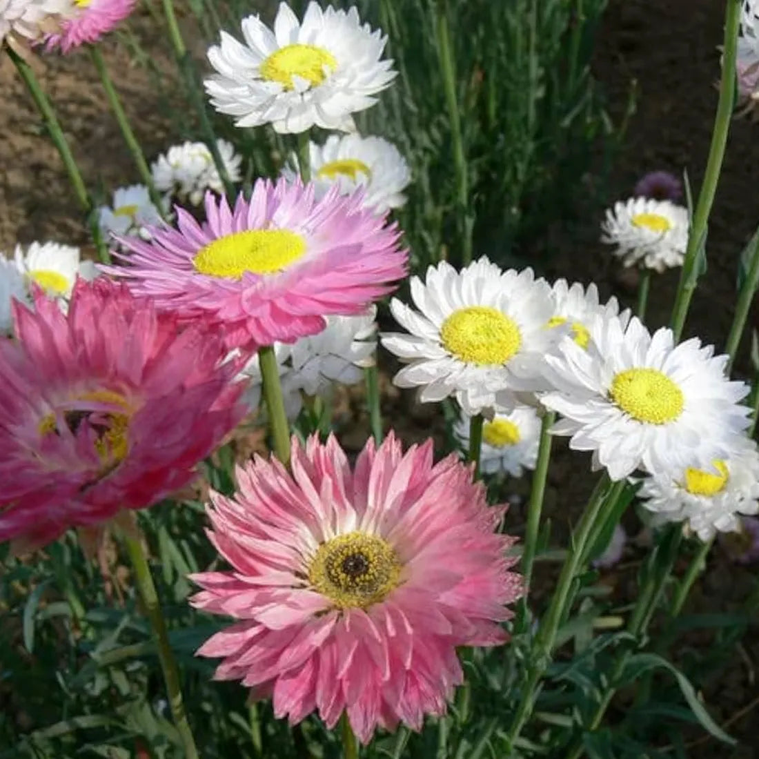Acroclininium (Double Mix) Seeds