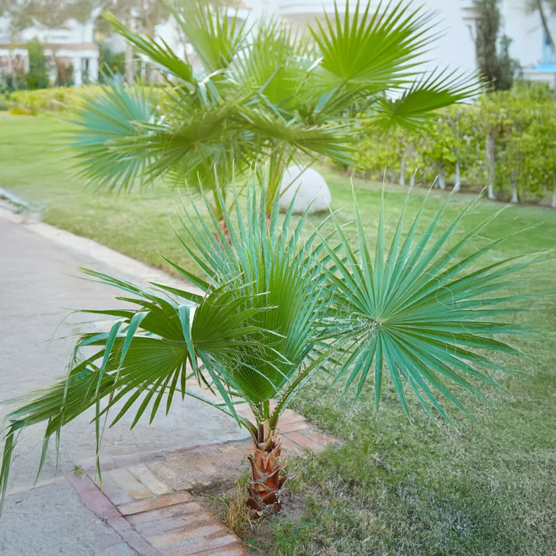 Buy Washingtonia Seeds from online SeedVanam