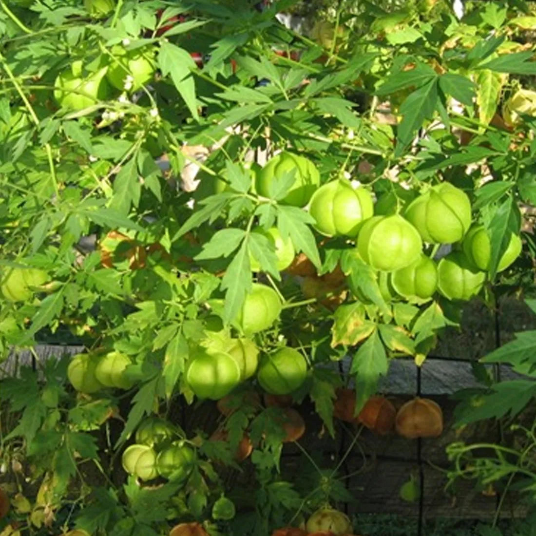 Balloon Vine Seeds