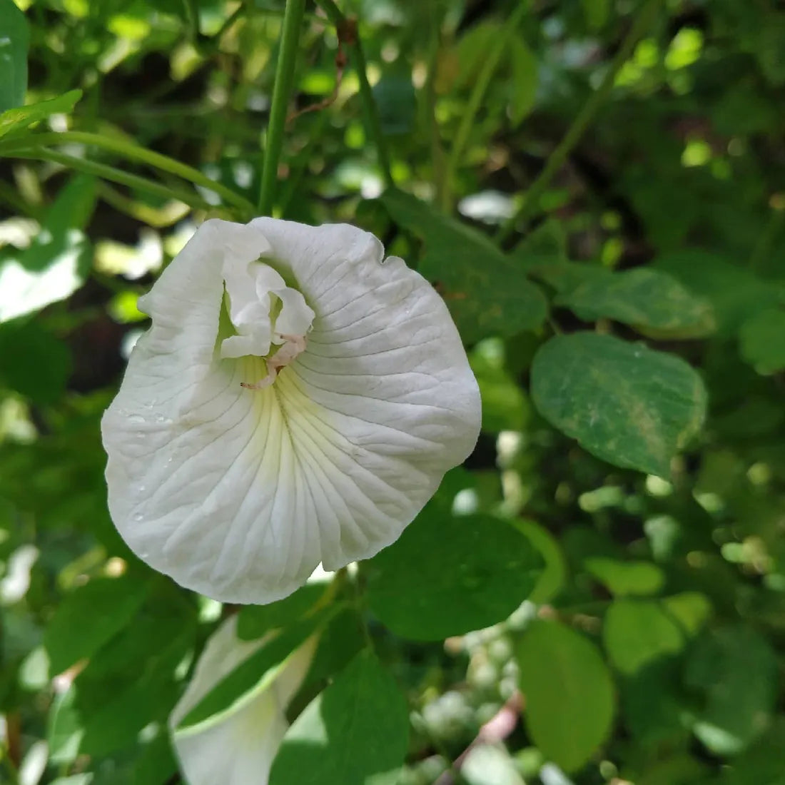 Aparajita / Butterfly Pea White Seeds
