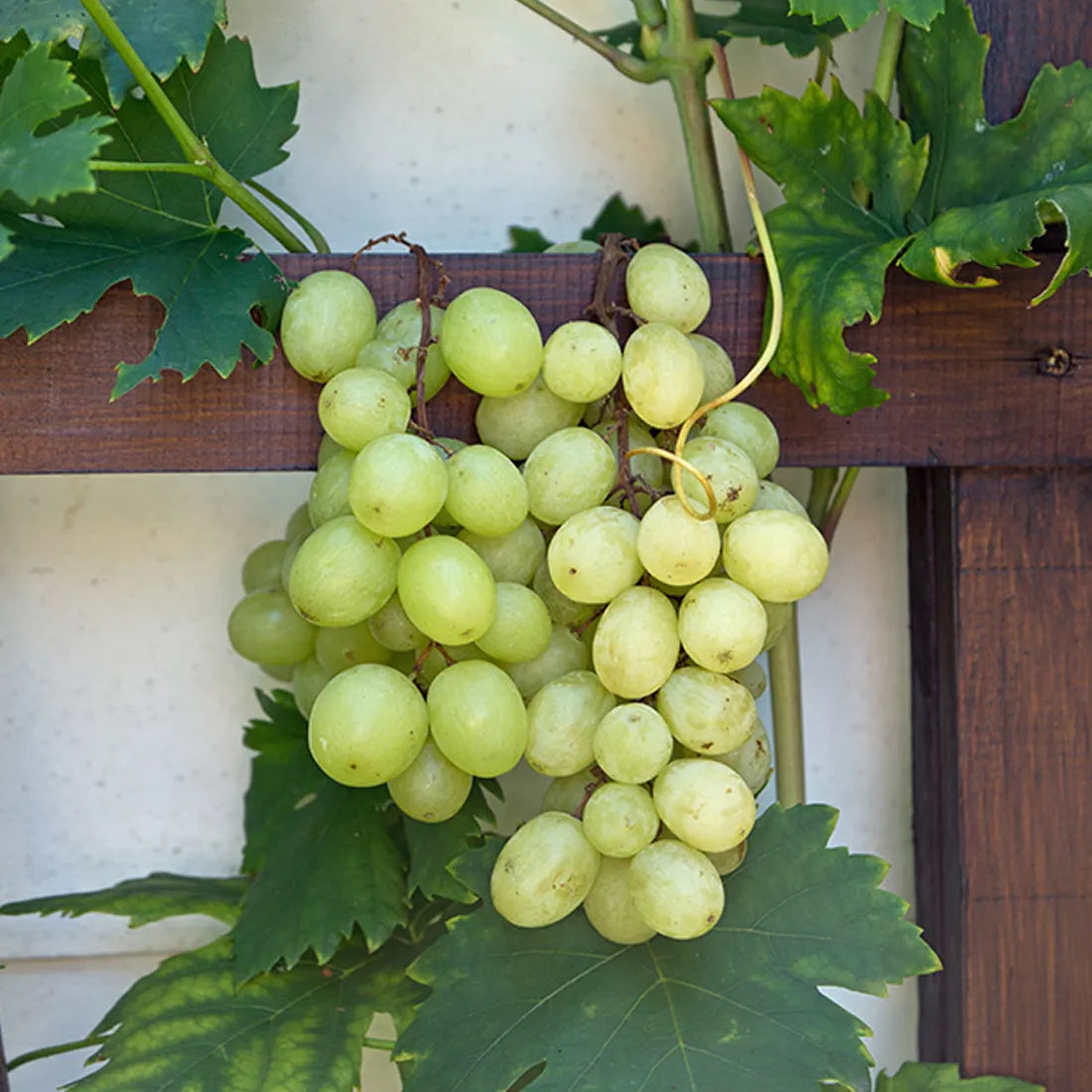 Buy high-quality green grape seeds online