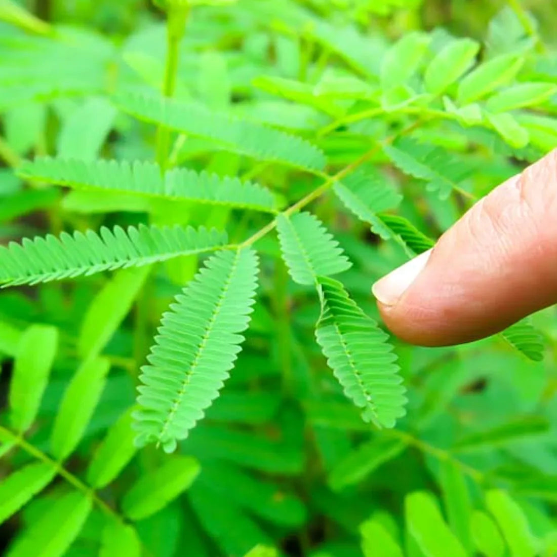 Touch Me Not Shame Plant Seeds