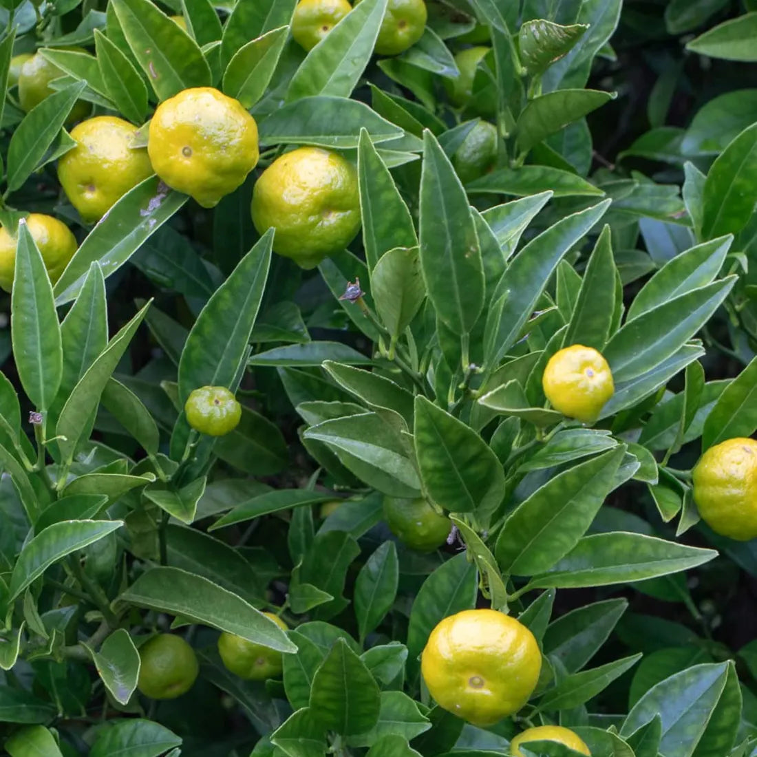 Buy high-quality sweet lime seeds online from SeedVanam