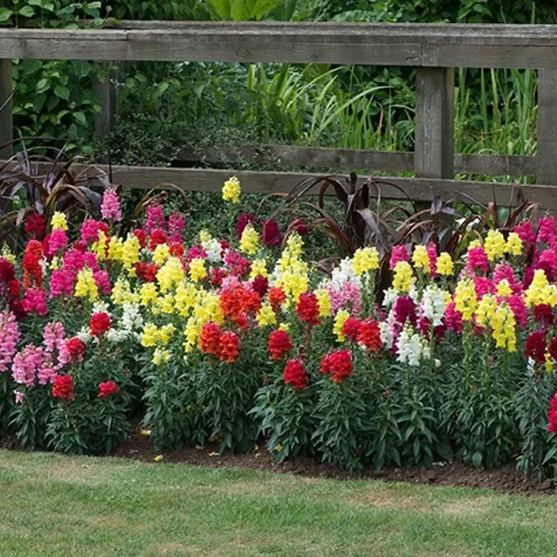 antirrhinum (tamb thumb mix) seeds online