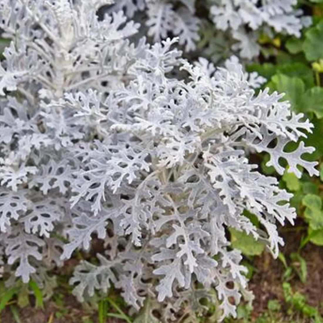 Cineraria (Silver Dust) Seeds