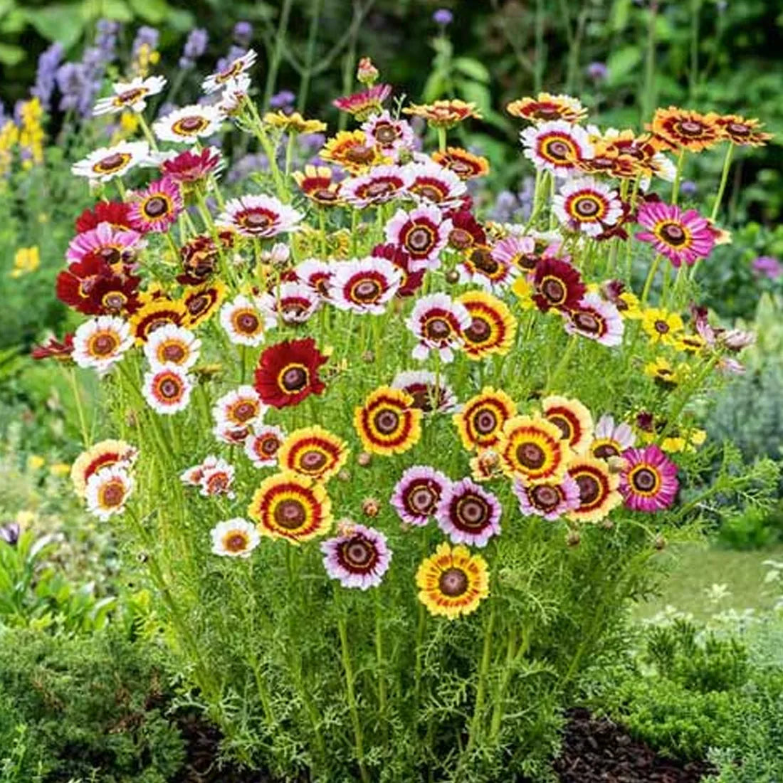 Hybrid Chrysanthemum mixes seeds online in India