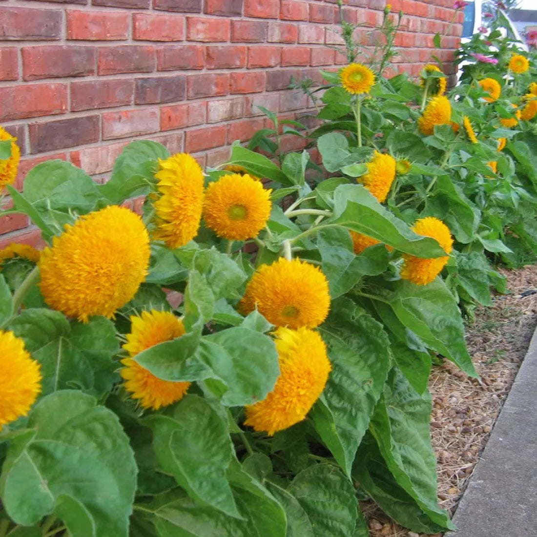 Sungold Dwarf Sunflower Seeds