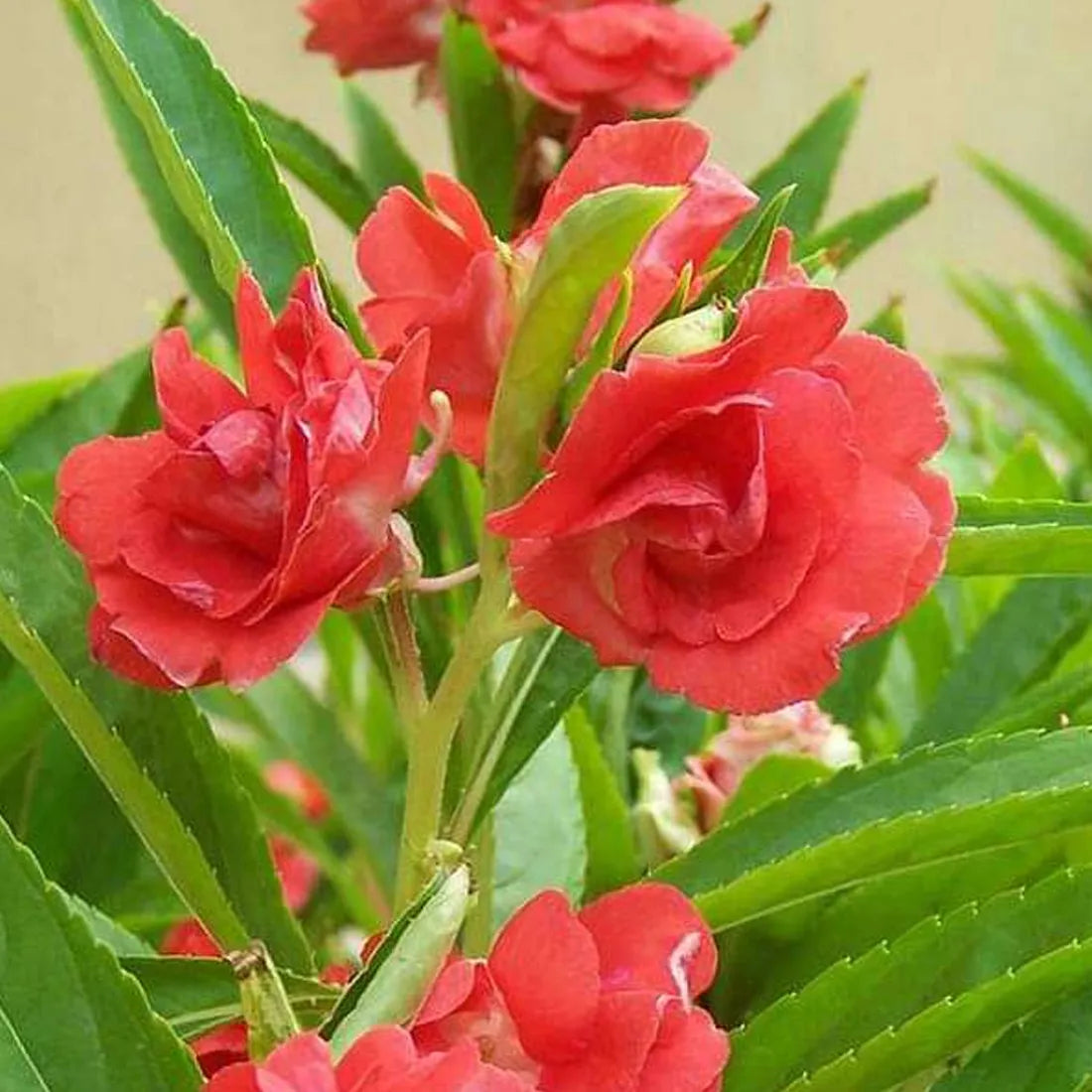 Balsamine (Rose Flower) Seeds