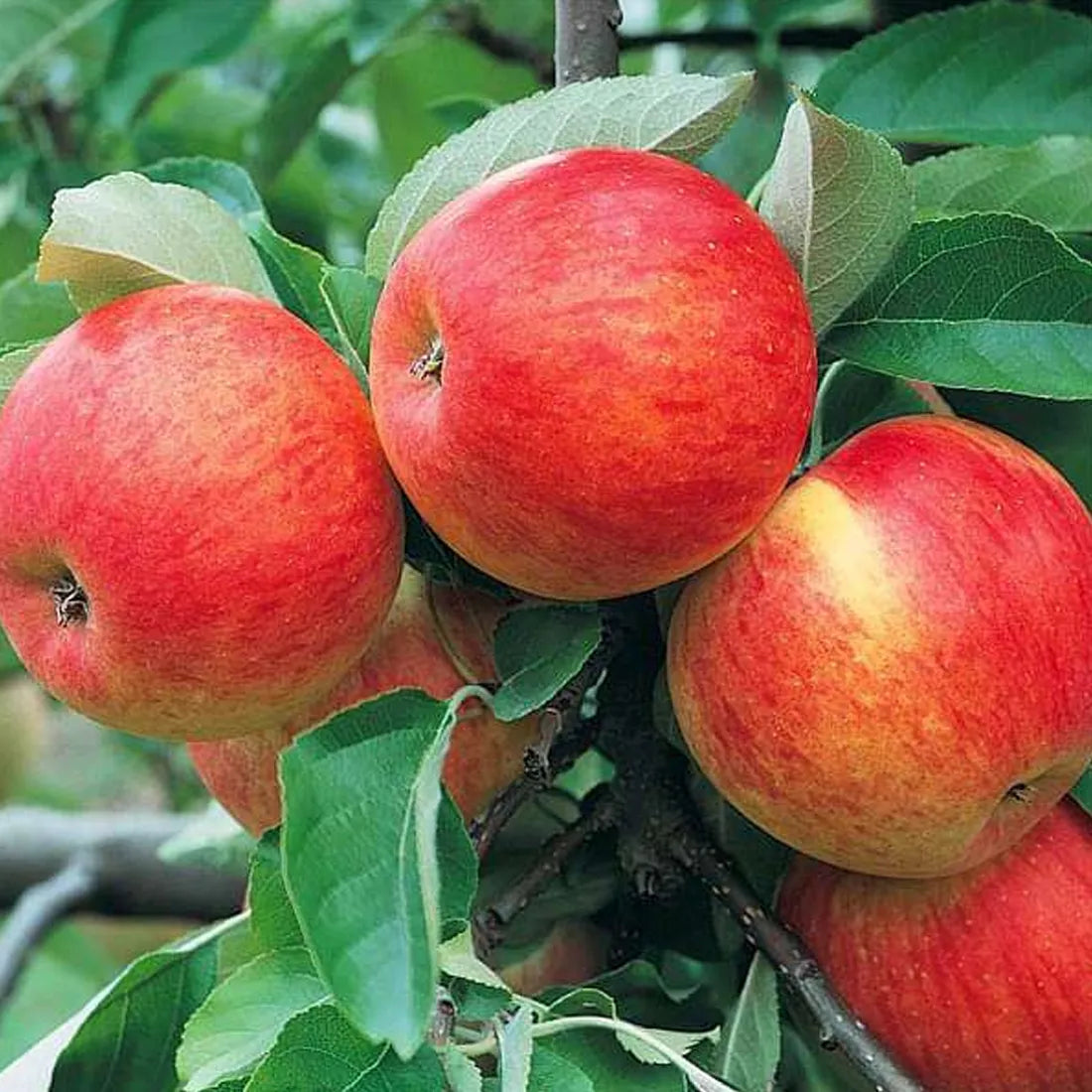 Buy premium apple seeds online from SeedVanam