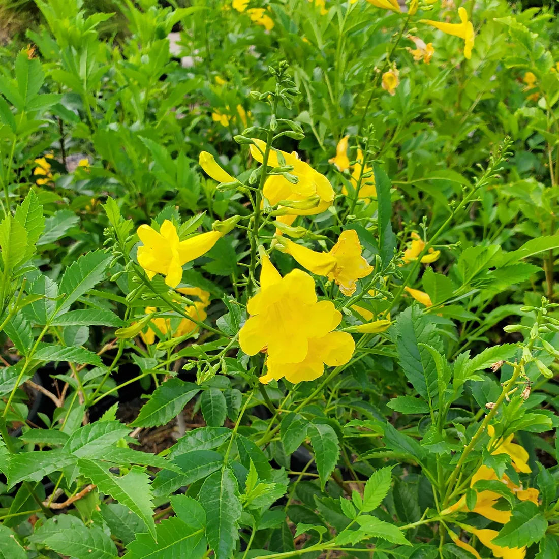 Buy Yellow Bell Seeds Online in India – SeedVanam
