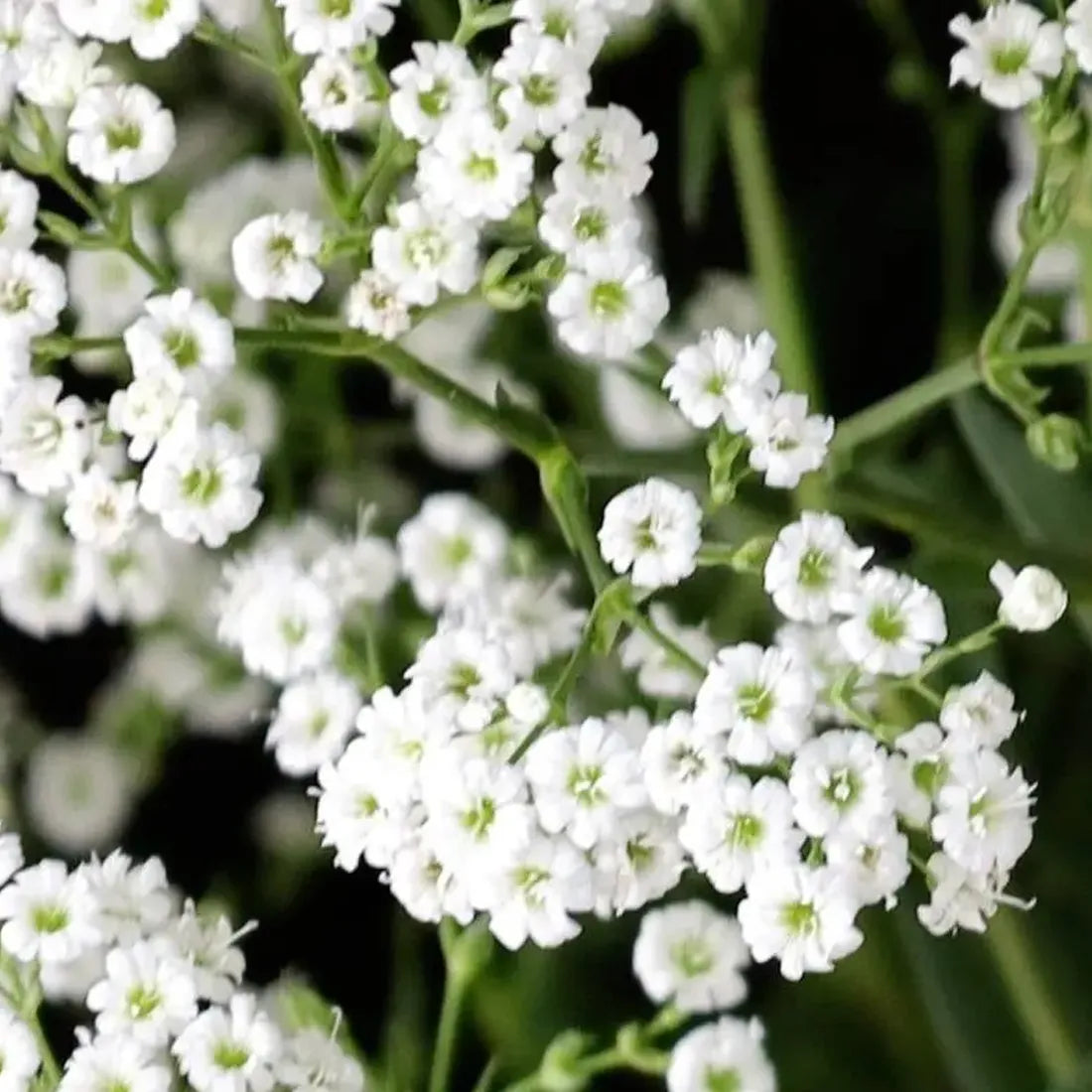 Buy Non-GMO gypsophila seeds online