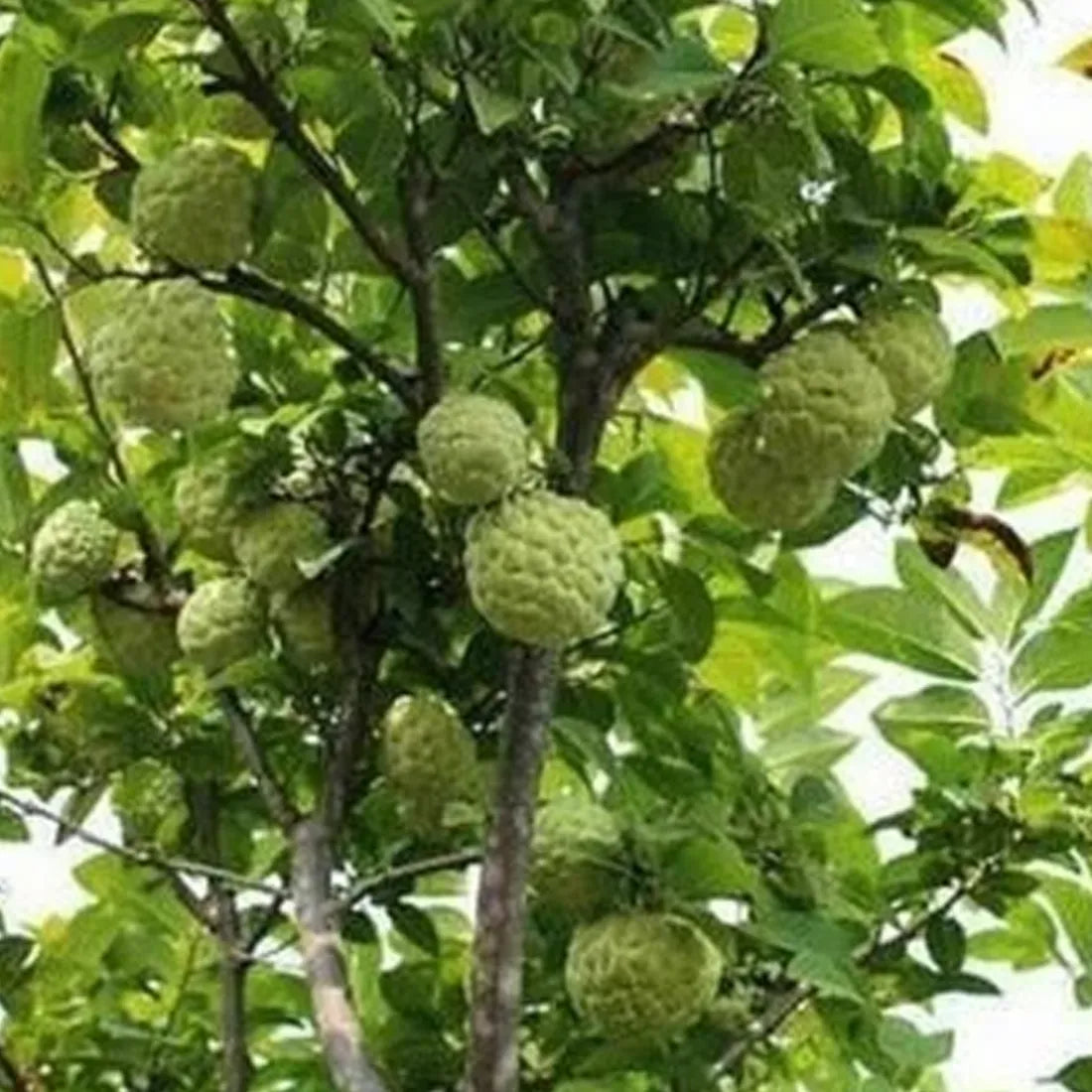 Buy Sitaphal Seeds