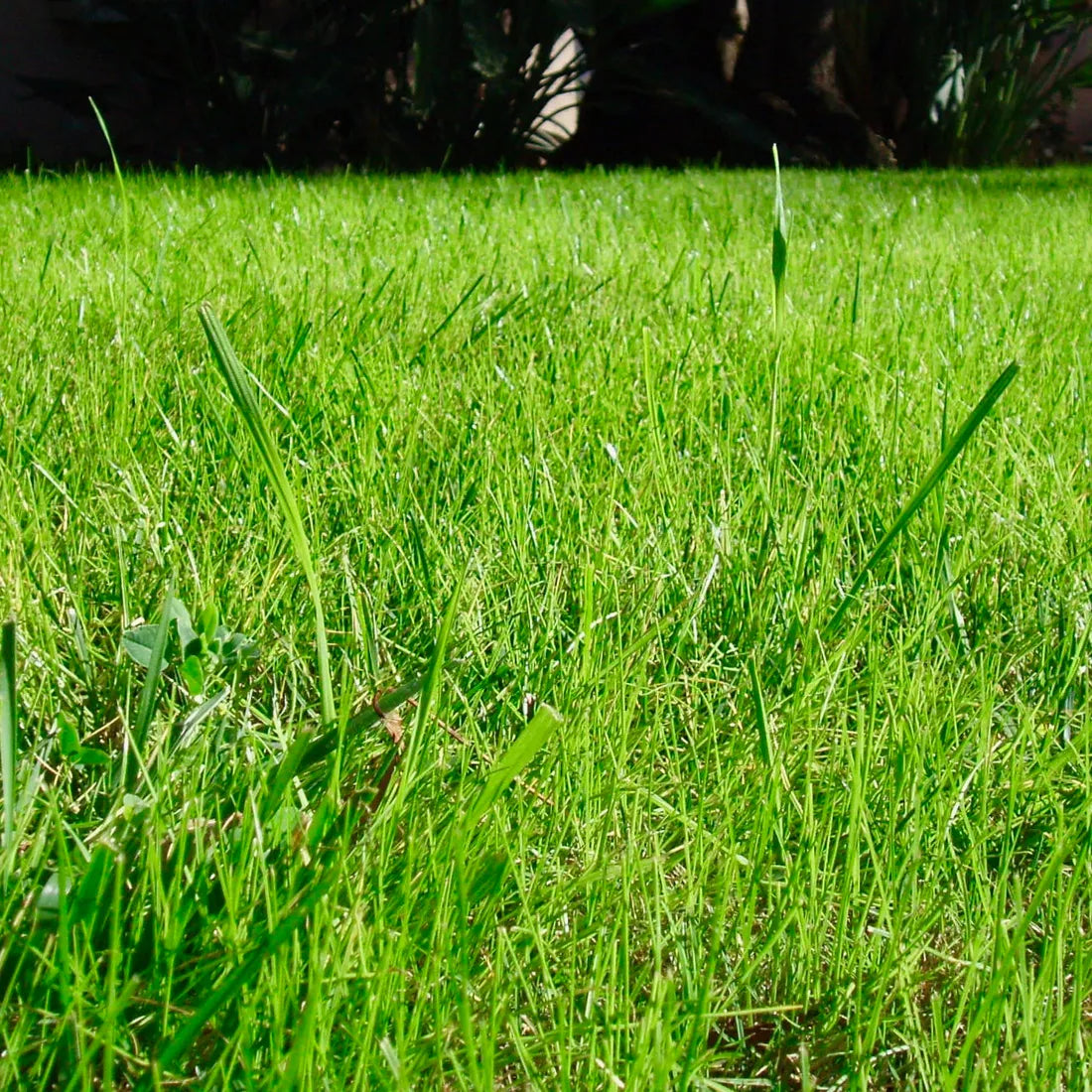 premium Lawn Grass Seeds from SeedVanam