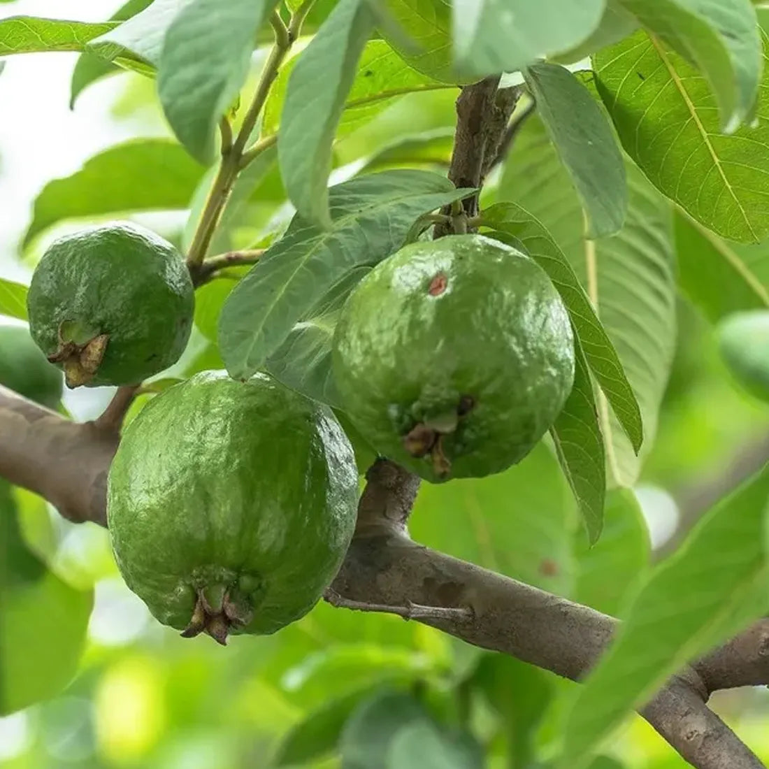 Buy high-quality guava seeds online