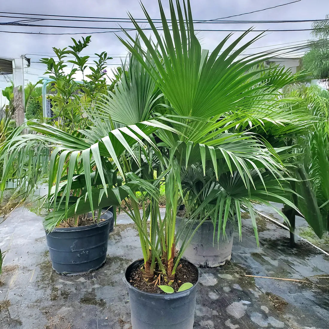 Buy China Palm seeds online