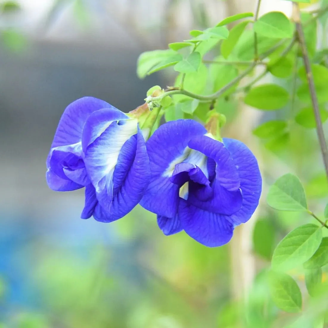 Aparajita / Butterfly Pea Blue Seeds