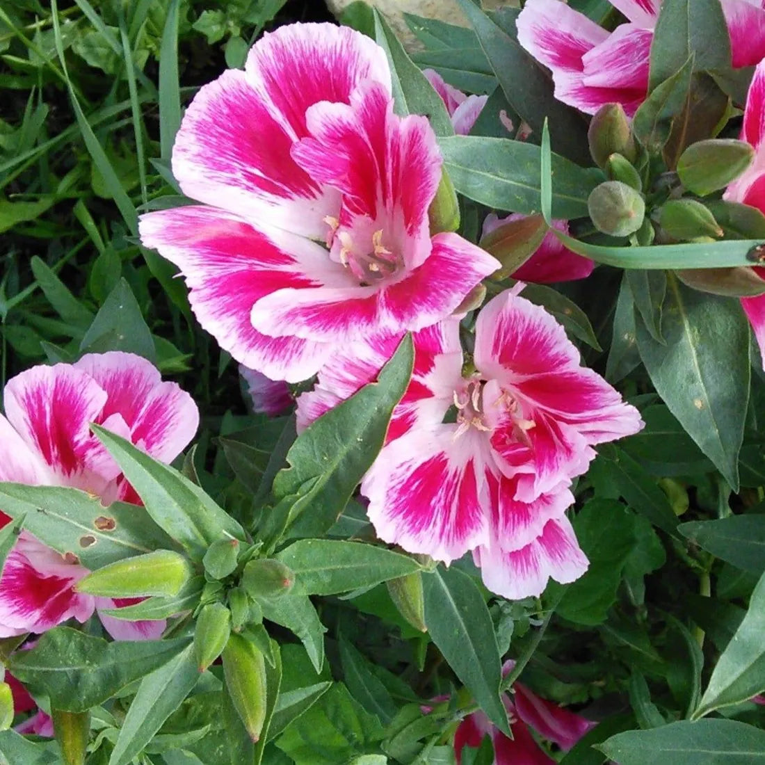 Buy Non-GMO clarkia seeds online