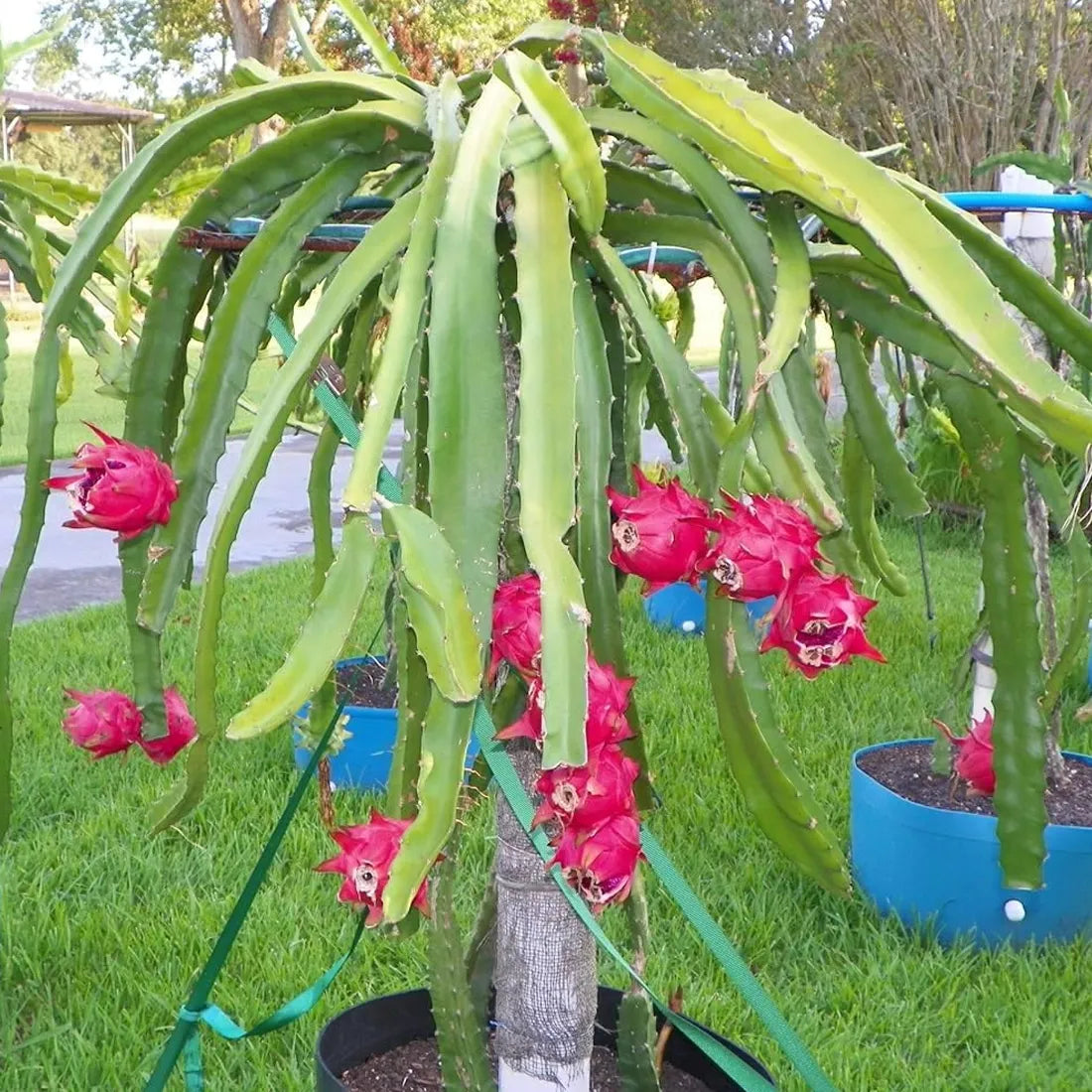 Buy high-quality dragon fruit seeds