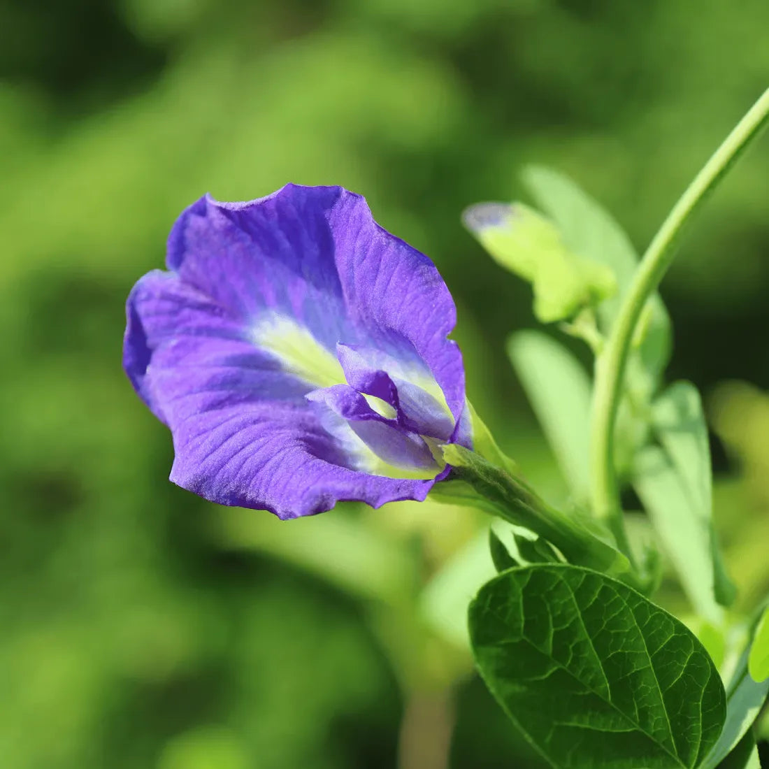 Aparajita / Butterfly Pea Seeds