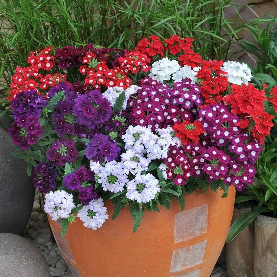 Verbena Mixed Seeds
