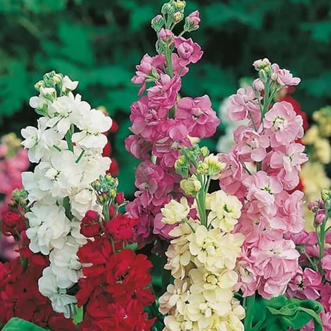 Stock (Double Dwarf) Seeds