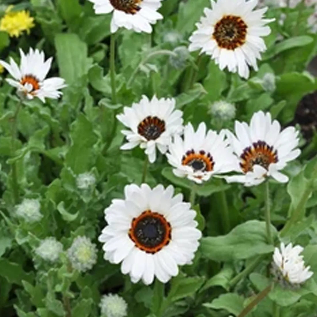 Vanadium ( Pearl White ) Seeds