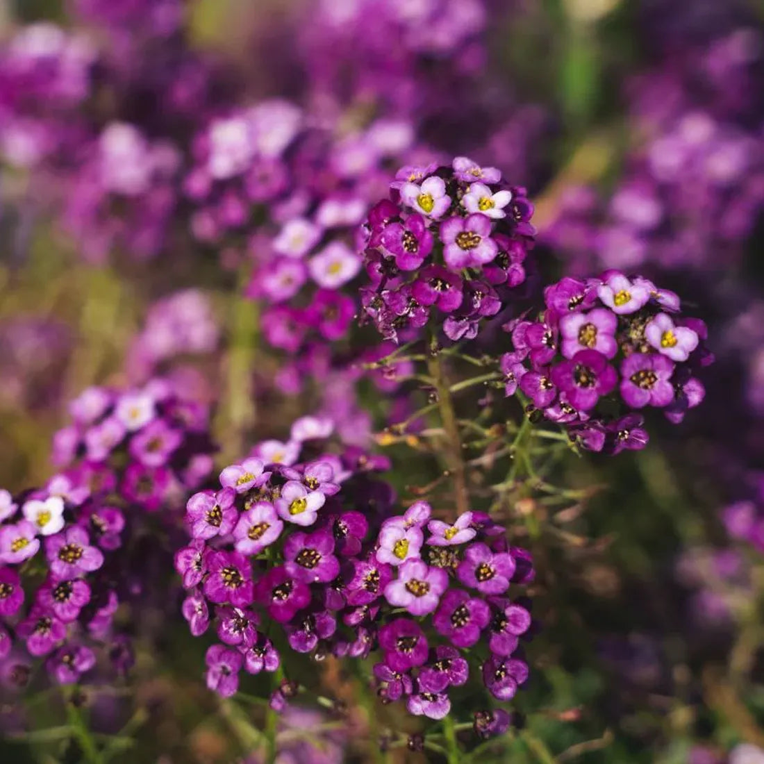 Alyssum Seeds