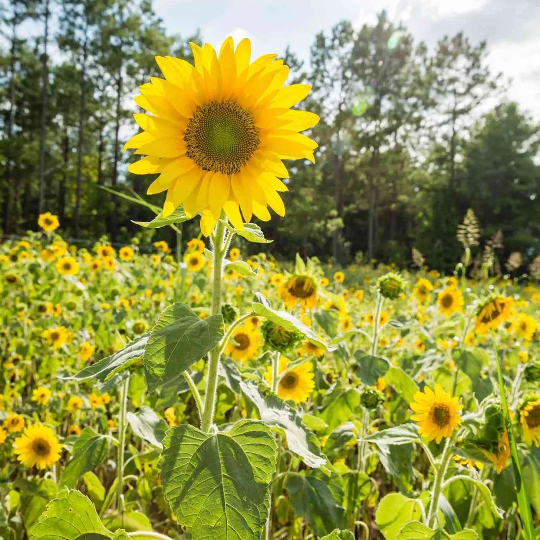 Sunflower Seeds
