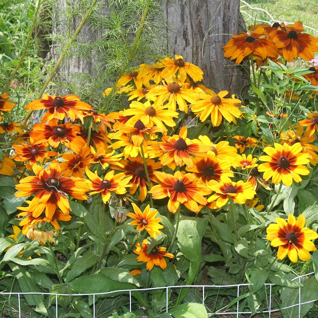 Rubeckia (Rustic Dwarf) Seeds