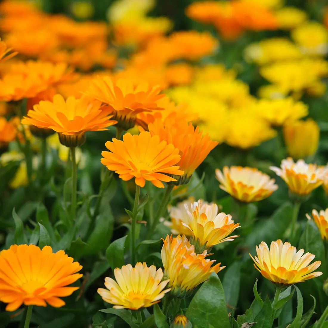 buy calendula seeds online