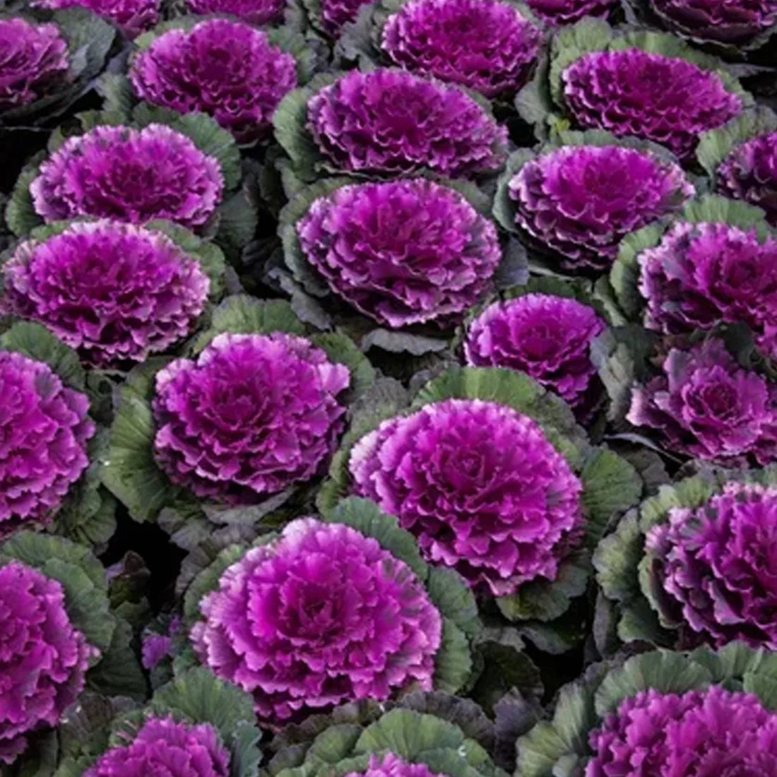 Kale ( Round Leaves ) Seeds