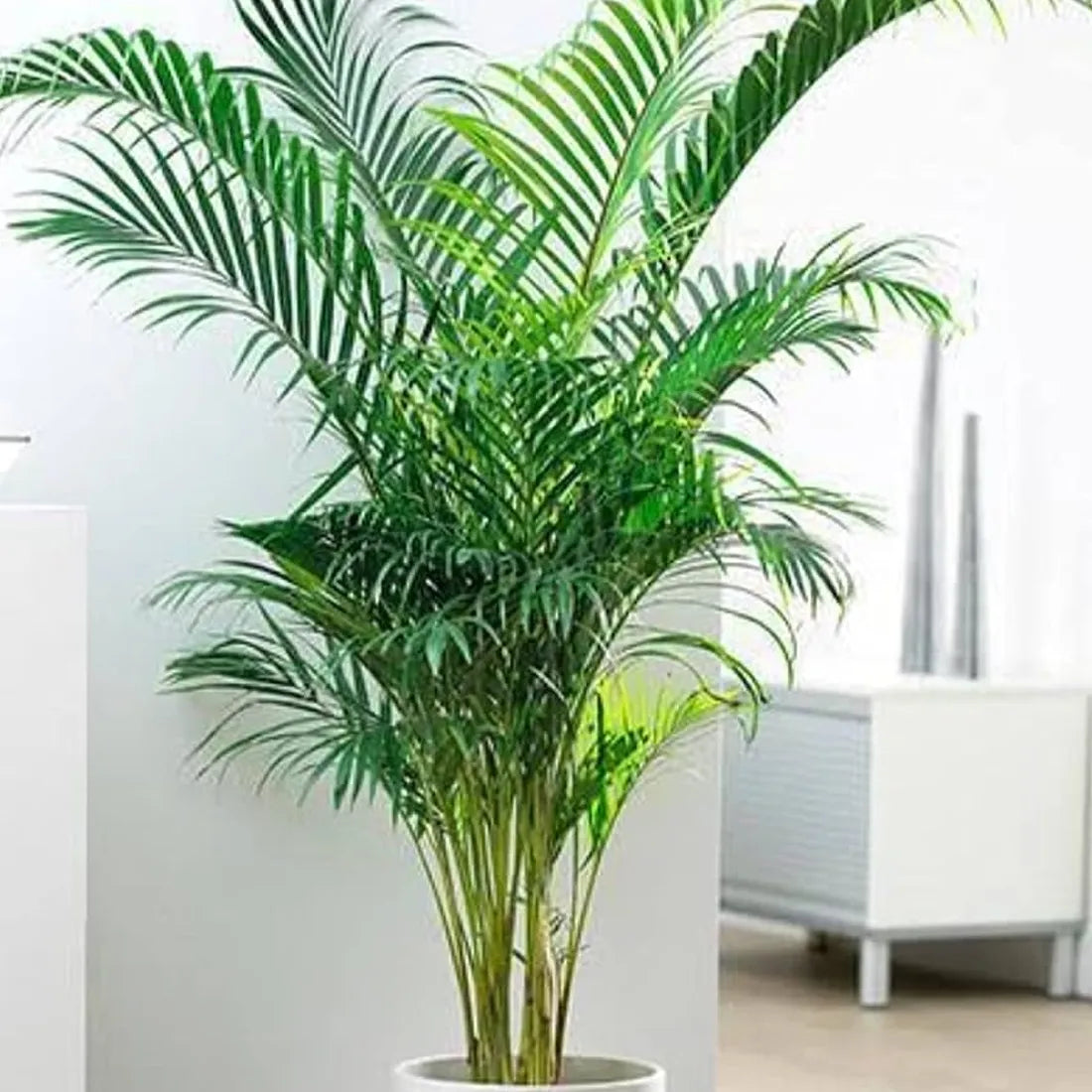 Areca Palm Seeds