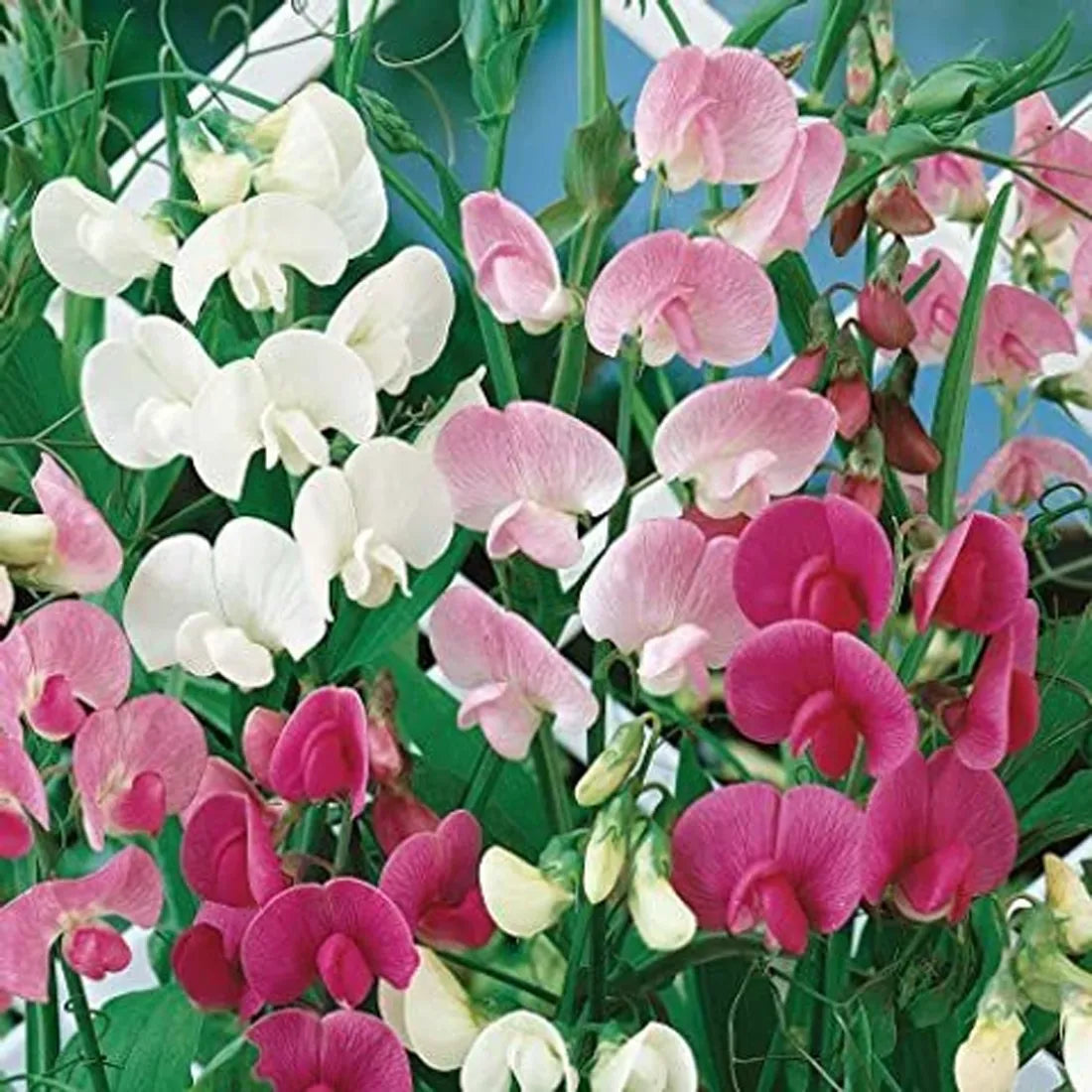 Sweet Pea (Bonanza Mixed) Seeds