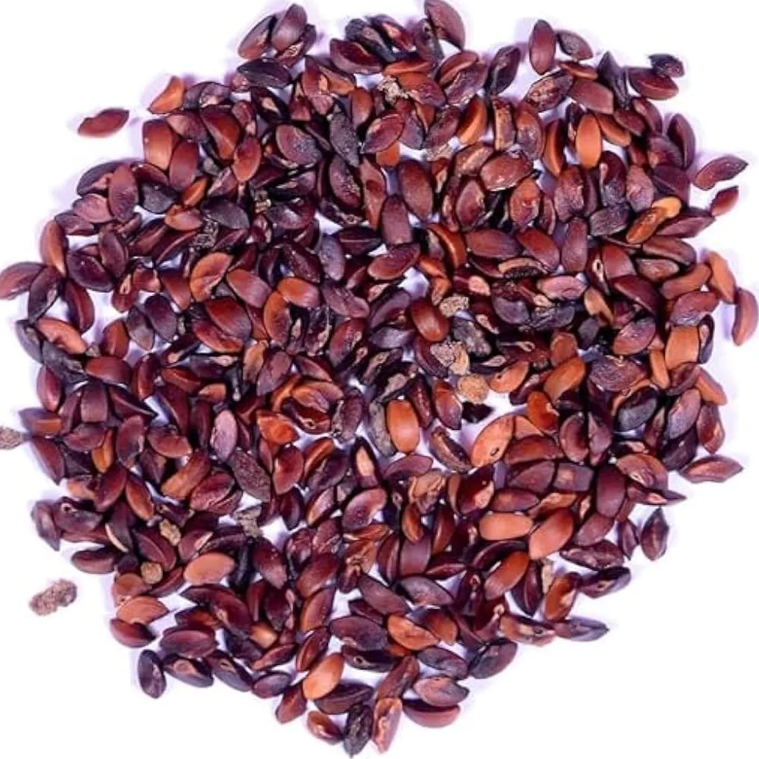 Gooseberry (Amla) Seeds Online from SeedVanam