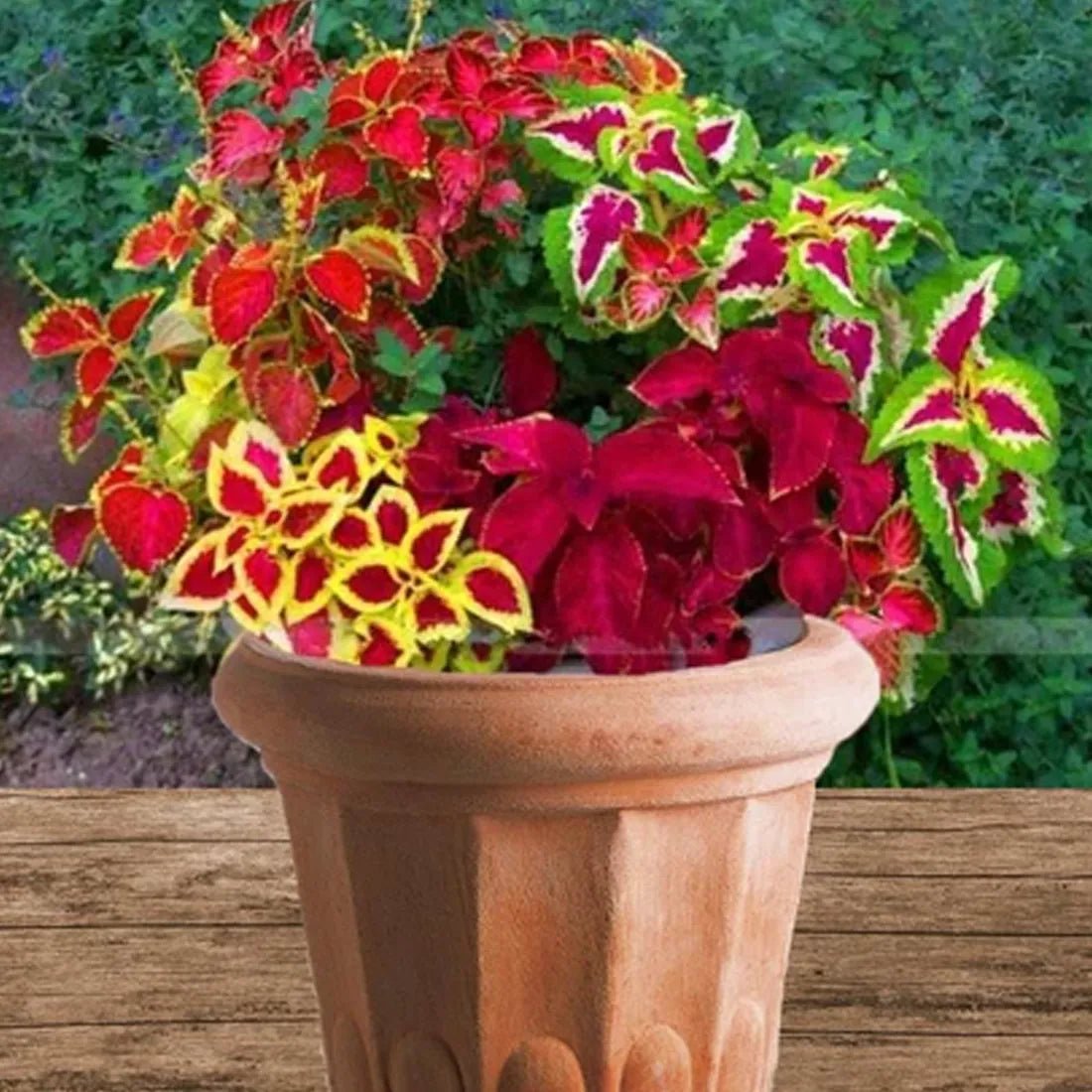 Coleus (Blumei Rainbow Mix) Seeds