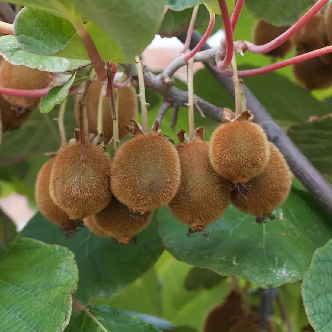 Buy high-quality kiwi seeds online