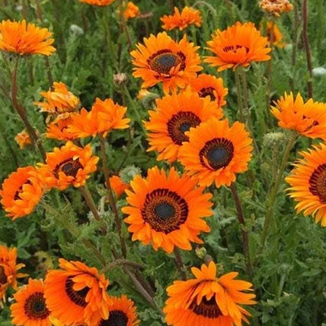 Vanadium Beauty Orange Seeds