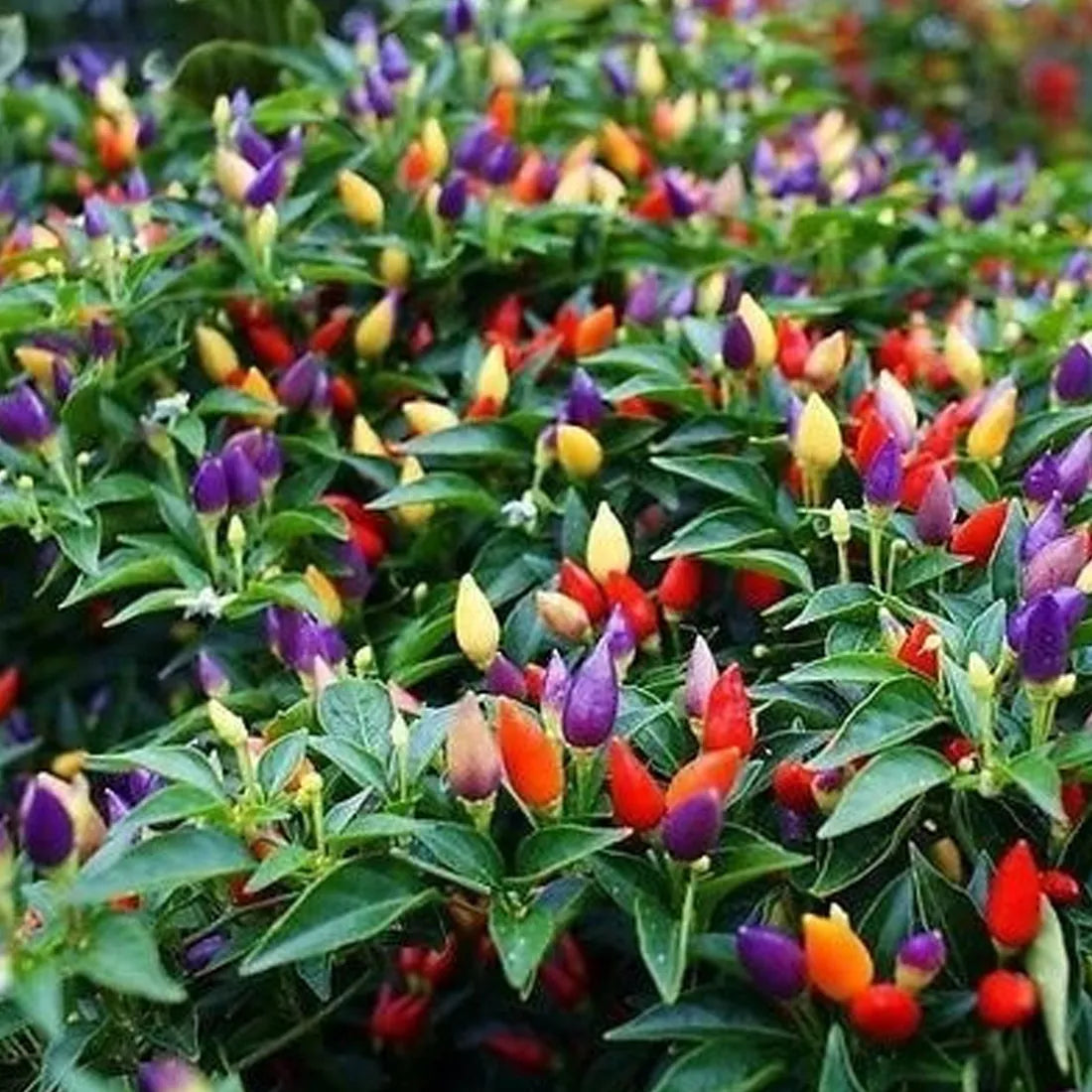 Ornamental Chilli (Choice Round Mix) Seeds