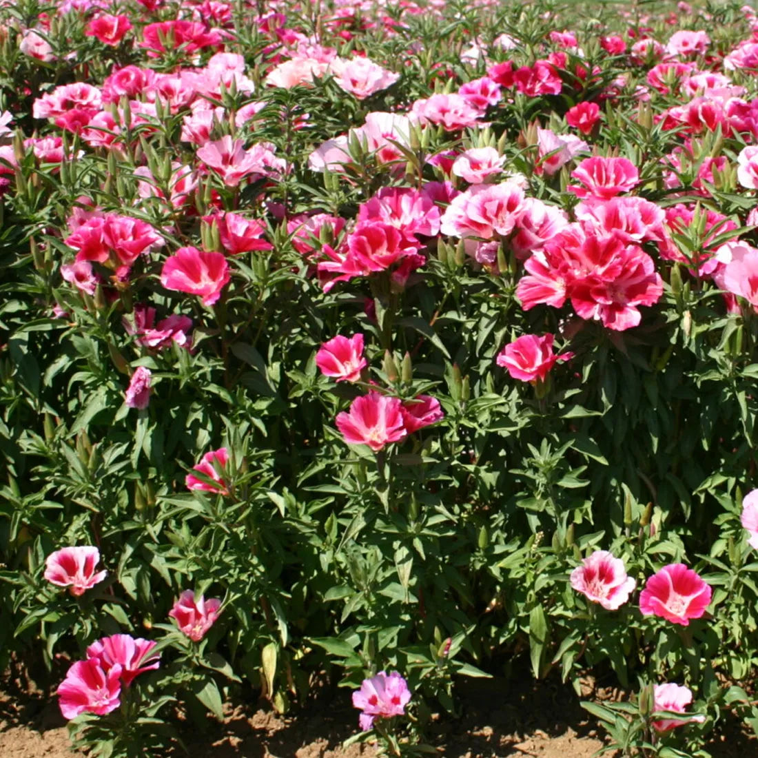 Godetia (Azaleaflora Mixes) Seeds