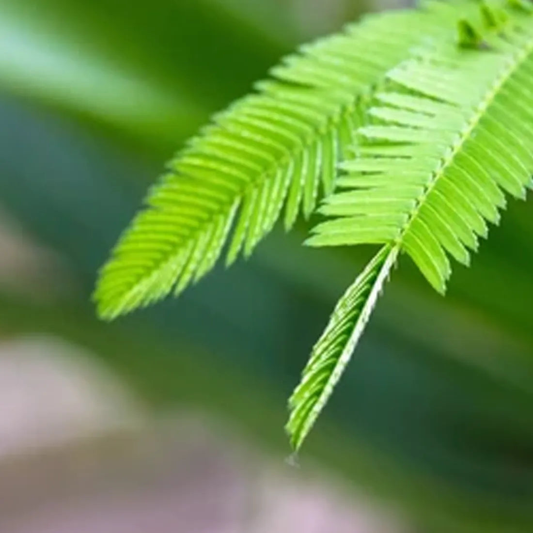 Touch Me Not Shame Plant Seeds