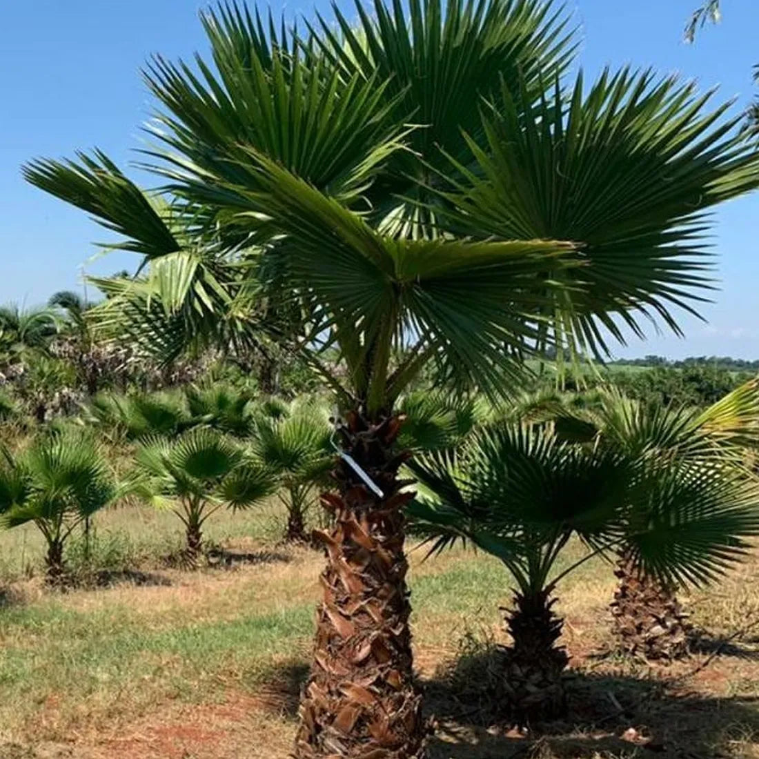 Buy Washingtonia seeds online