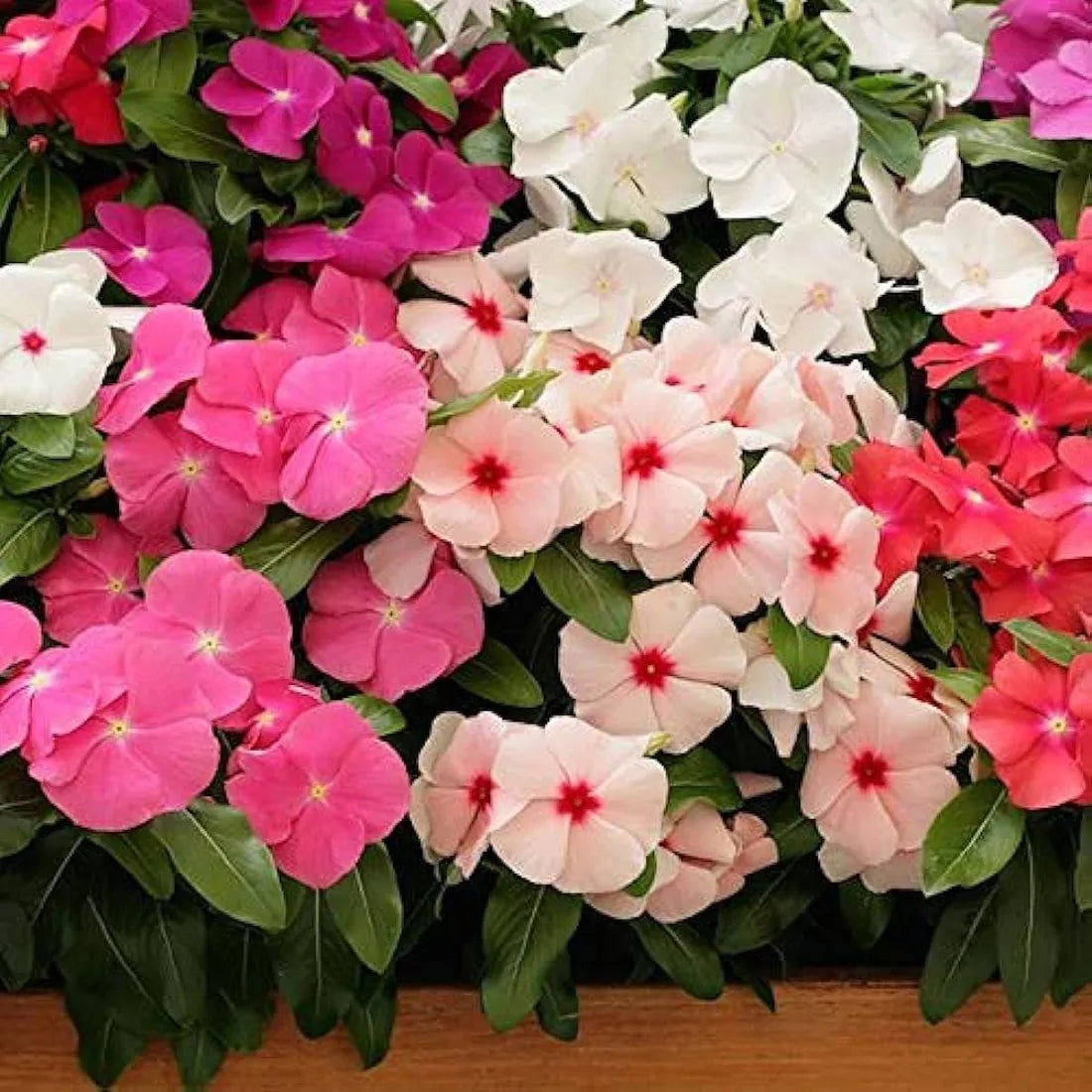 Vinca (Rosea Sparkle Mixes) Seeds