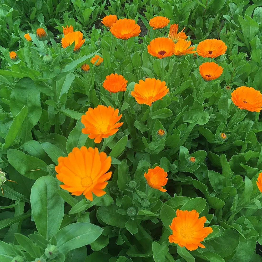 calendula seeds online