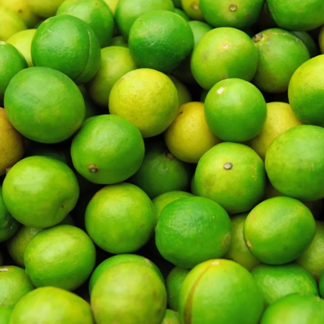 Buy high-quality sweet lime seeds online