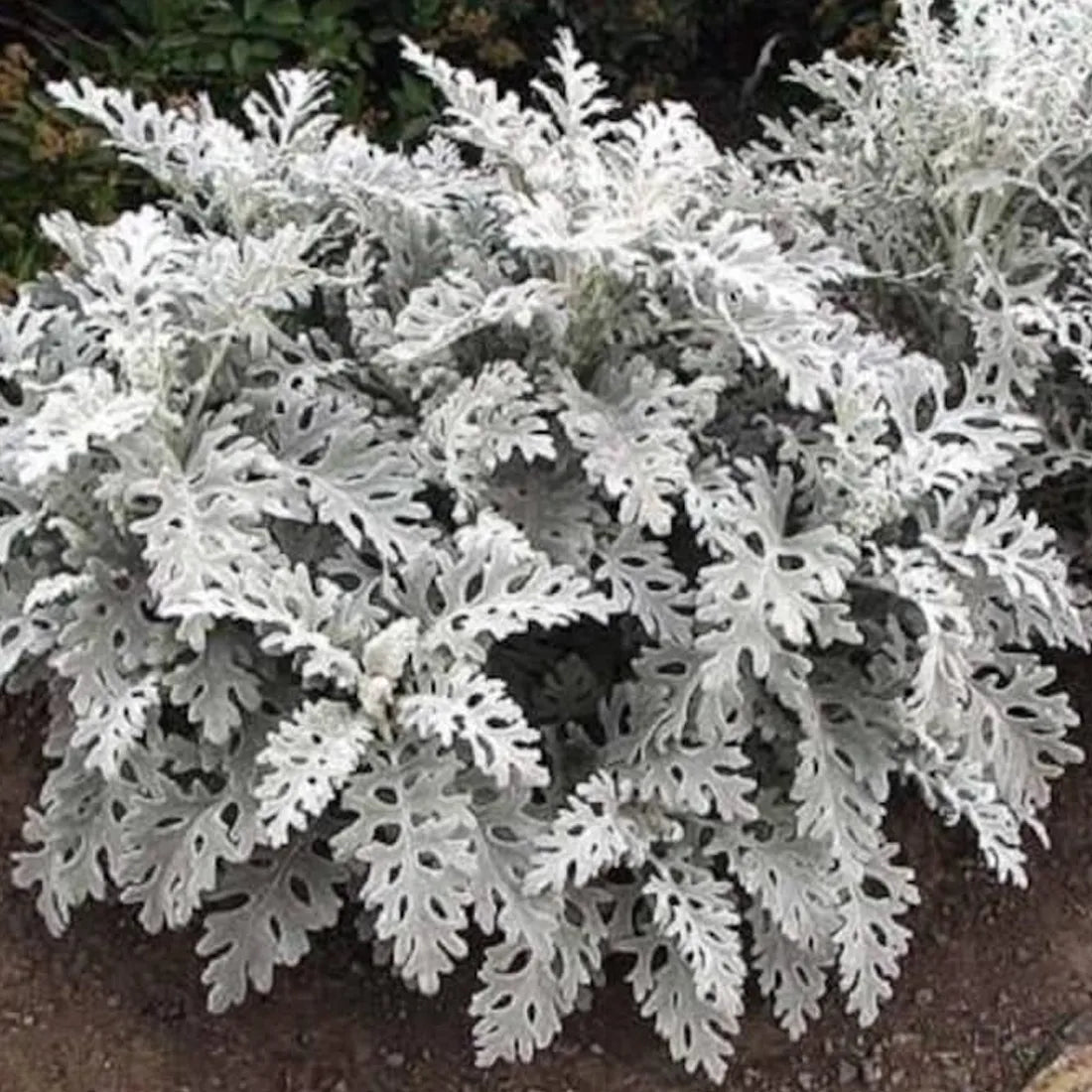 Cineraria (Silver Dust) Seeds